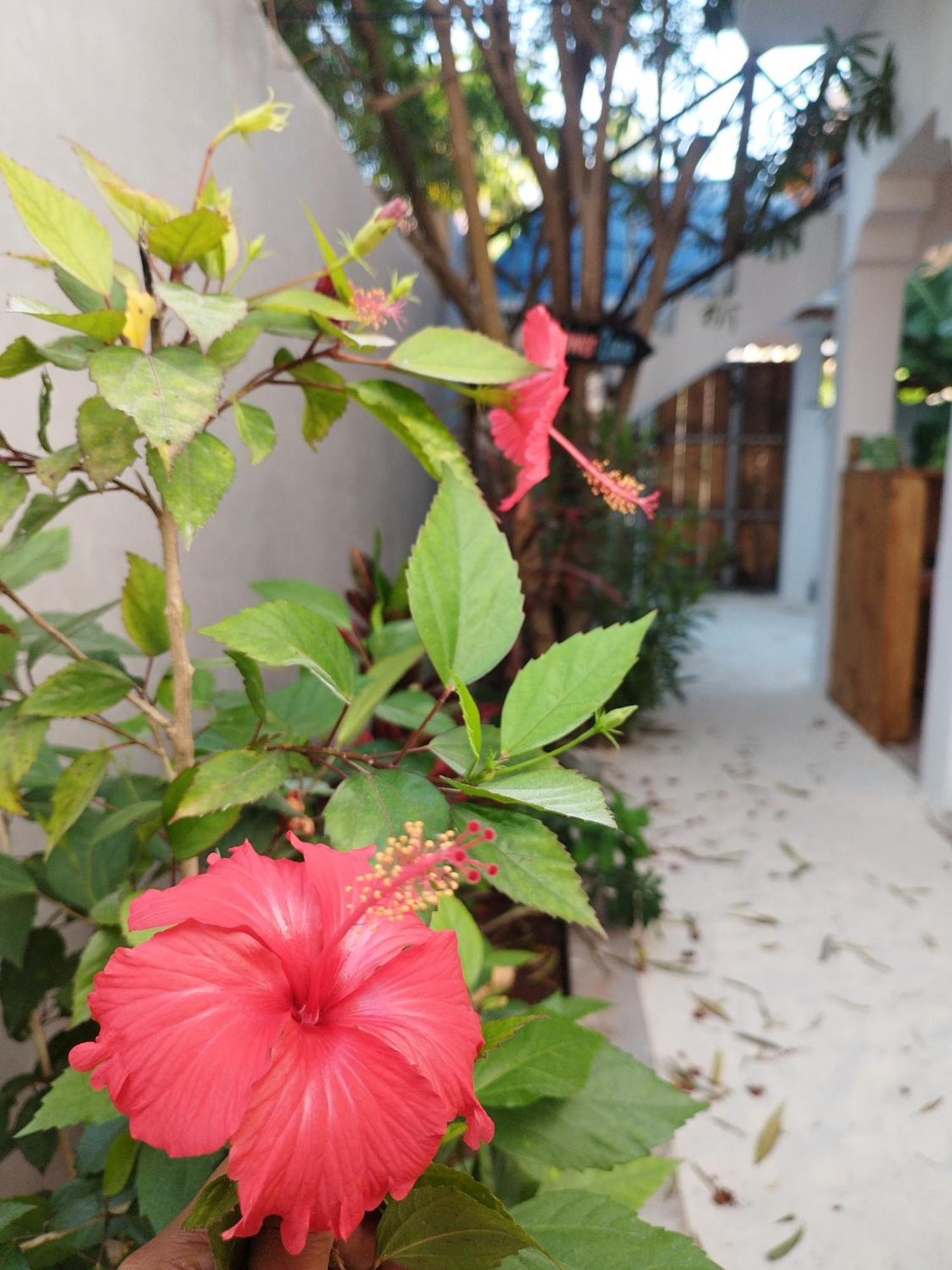 Pamoja Beach Stays Hotel In Jambiani Jambiani  Εξωτερικό φωτογραφία